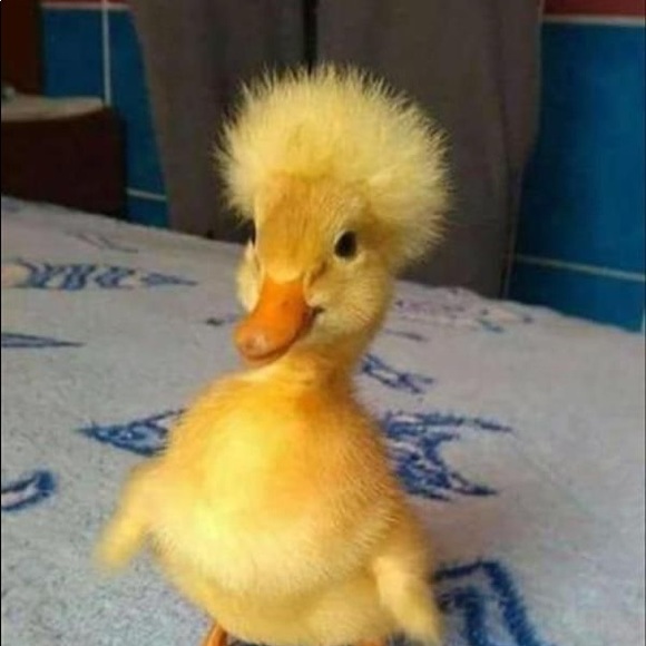 Meet your Posher, Corey - Picture 1 of 1